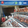 Silver Star Factory Outlet Equipo para aves de corral Gallinero de pollo